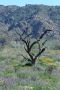 13JoshuaTree - 09